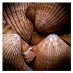 Macro Shells VI | Obraz na stenu