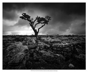 Pavement & Tree II | Obraz na stenu