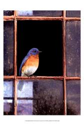 Bluebird Window | Obraz na stenu