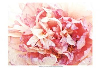 Monet's Peony I | Obraz na stenu