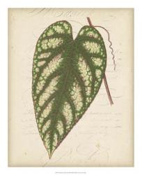 Textured Leaf Study II | Obraz na stenu