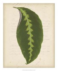 Textured Leaf Study III | Obraz na stenu