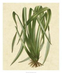 New Zealand Flax | Obraz na stenu