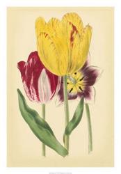 Tulip Array I | Obraz na stenu
