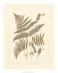 Sepia Ferns I | Obraz na stenu