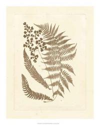 Sepia Ferns III | Obraz na stenu