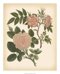 Antique Rose II | Obraz na stenu