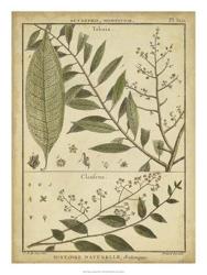 Diderot Antique Ferns I | Obraz na stenu