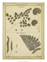 Diderot Antique Ferns IV | Obraz na stenu