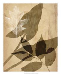 Pressed Leaf Assemblage II | Obraz na stenu