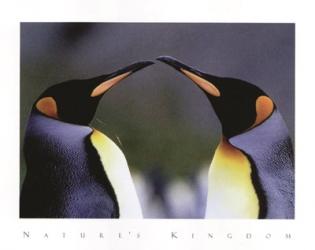 King Penguins | Obraz na stenu