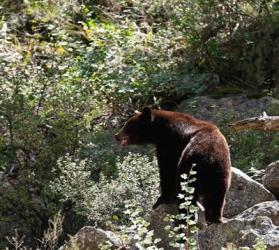 Black Bear | Obraz na stenu