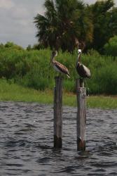 Brown Pelicans | Obraz na stenu