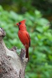 Cardinal | Obraz na stenu