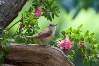 Carolina Wren | Obraz na stenu