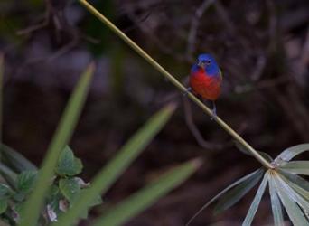 Painted Bunting Male | Obraz na stenu