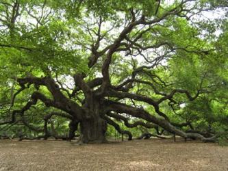 Angel Oak Tree | Obraz na stenu