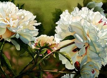 Winter White Peony | Obraz na stenu