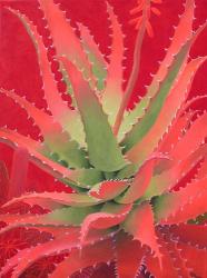 Red Agave | Obraz na stenu