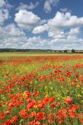 Poppy Field | Obraz na stenu