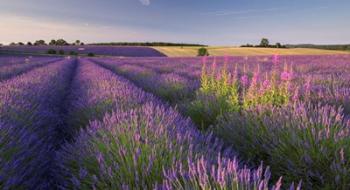 Fields of Lavander | Obraz na stenu