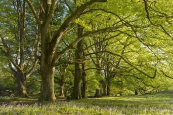 Springtime in the Forest | Obraz na stenu