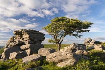 Saddle Tor Hawthorn | Obraz na stenu