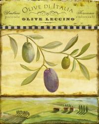 Olive Grove Tuscana | Obraz na stenu