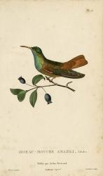 Oiseau-Mouche Amazili | Obraz na stenu