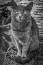 Cat Sitting on Rock | Obraz na stenu