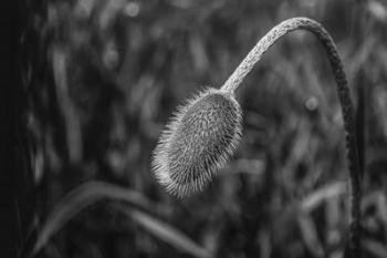 Monochrome Flower 57 | Obraz na stenu