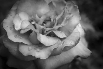 Monochrome Flower 67 | Obraz na stenu