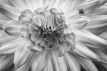 Monochrome Flower 78 | Obraz na stenu