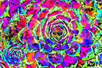 Succulent Dressed in Rainbow Colors 27 | Obraz na stenu