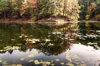 Autumn Lakeside View Of Forest | Obraz na stenu