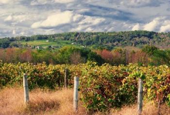 Wine Country Beneath Cloudscape | Obraz na stenu