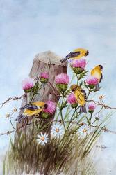 American Goldfinch | Obraz na stenu