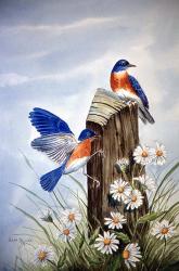 Bluebirds With Daisies 2 | Obraz na stenu