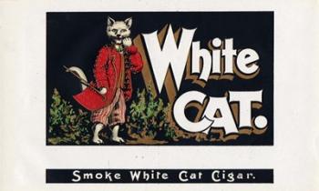 White Cat | Obraz na stenu