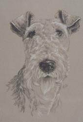 Wire Fox Terrier | Obraz na stenu