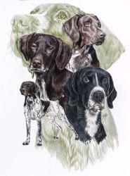 German Short Haired Pointer | Obraz na stenu