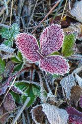 First Frost | Obraz na stenu