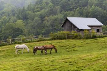 Horse Farm | Obraz na stenu