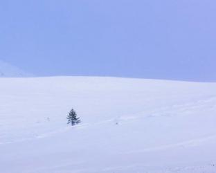 Lone Pine | Obraz na stenu