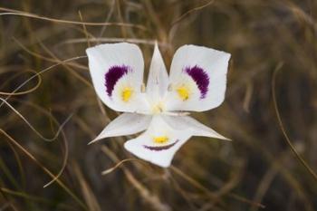 Mariposa Lily | Obraz na stenu