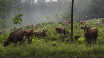 Misty Moo Morning | Obraz na stenu