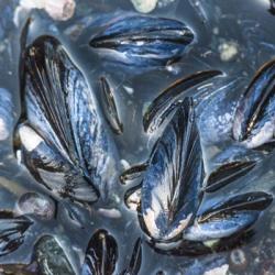 Mussels | Obraz na stenu