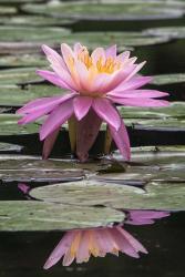 Water Lily | Obraz na stenu