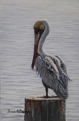 Resting Pelican | Obraz na stenu