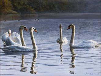 Hanover Swans Five | Obraz na stenu